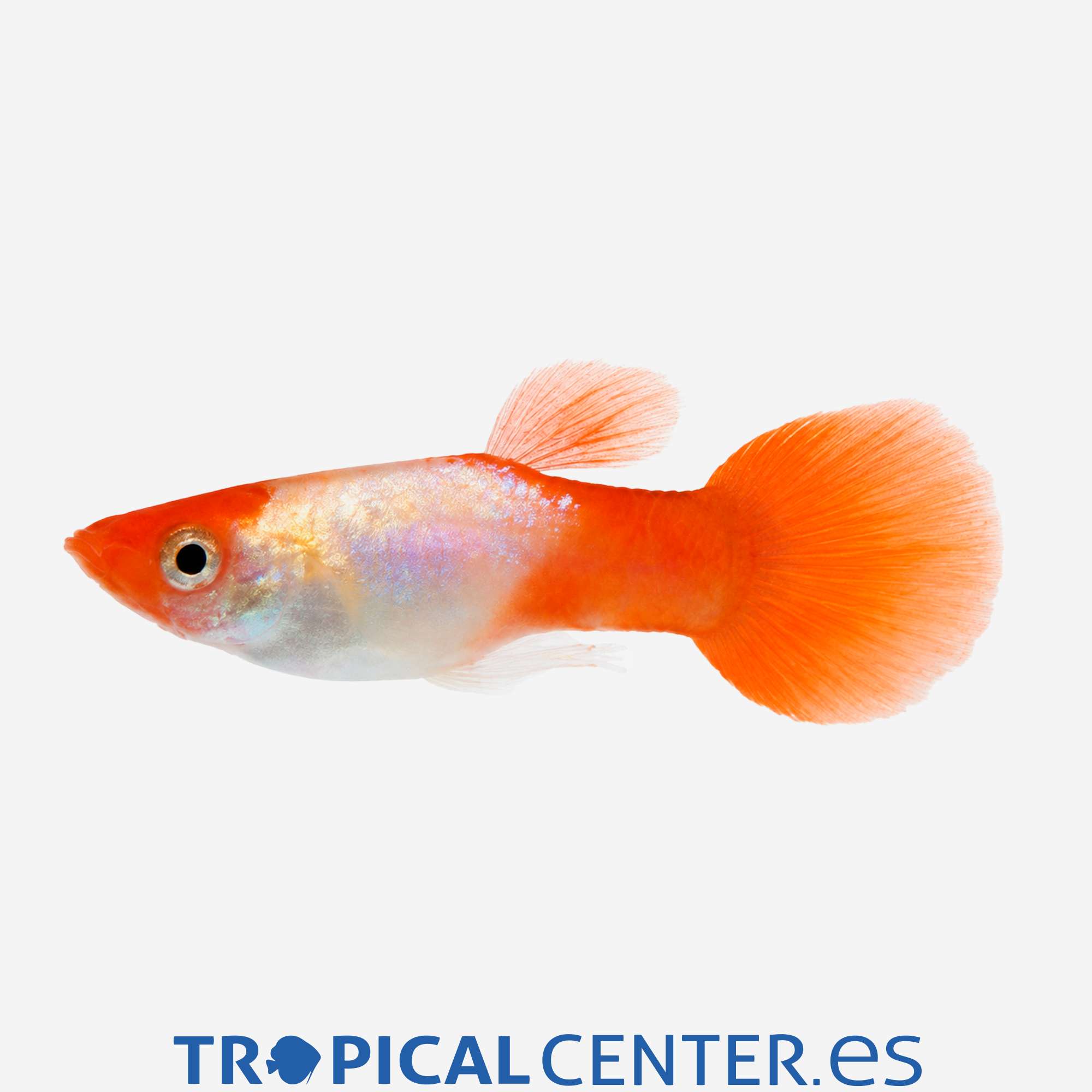 gu452-1-guppy-boina-roja-koi-hembra_general_5880.jpg