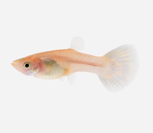 Guppy Cobra amarilla (hembra)