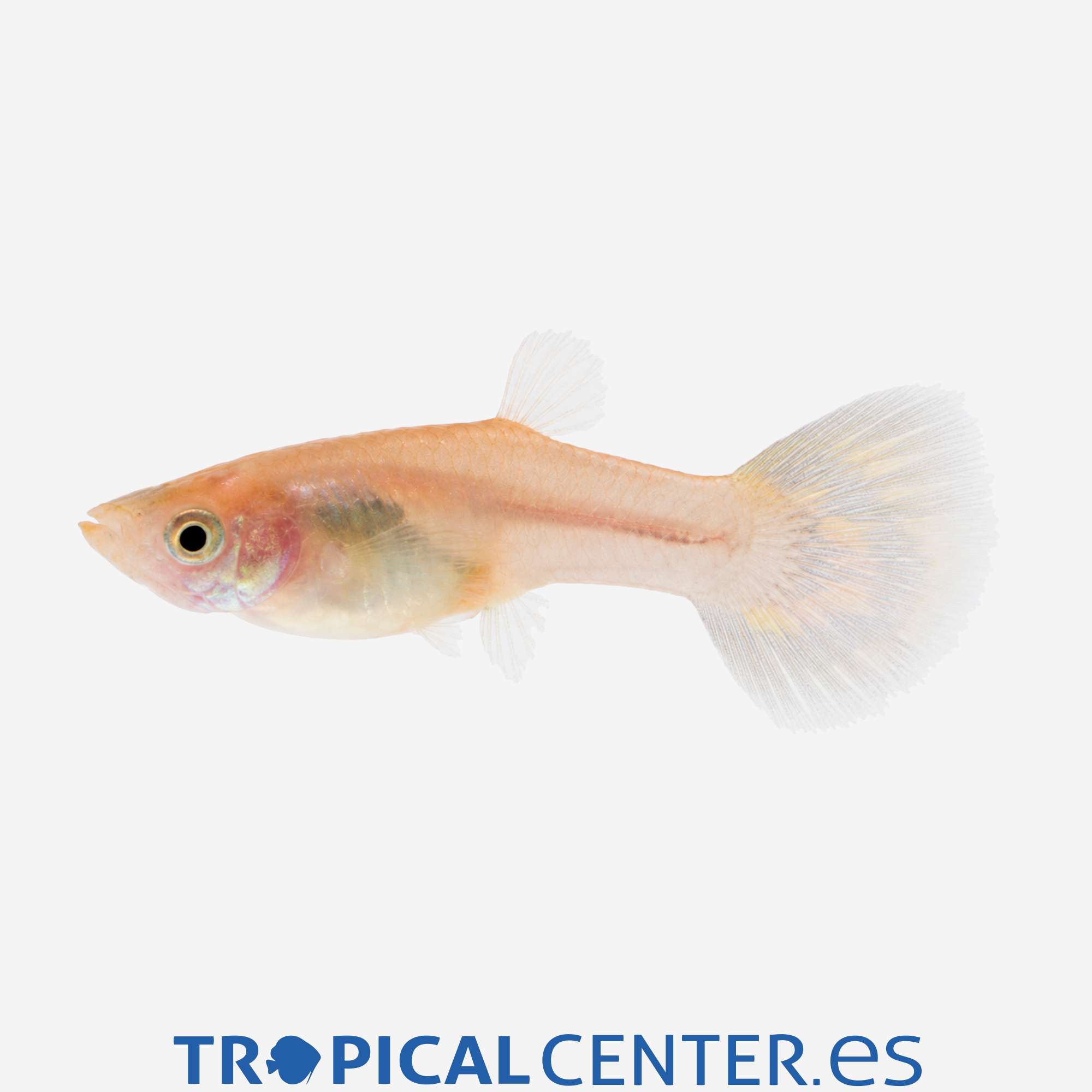 gu453-1-guppy-cobra-amarilla-hembra_general_5886.jpg