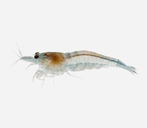 Gamba Blue rili