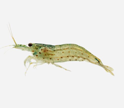 Caridina japonica