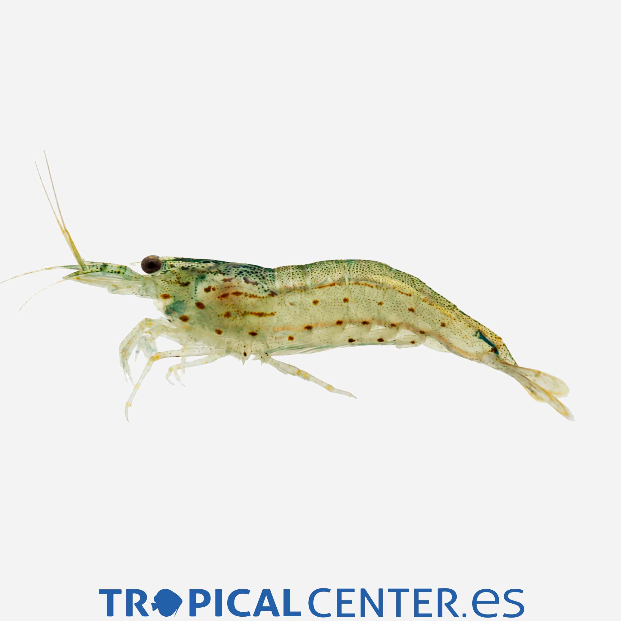 iv12-4-caridina-japonica_general_5753.jpg iv12-4-caridina-japonica_general_5753.jpg