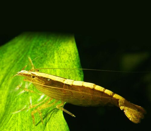 Gamba tailandesa