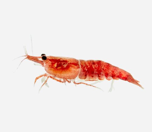 Gamba Rojo fuego