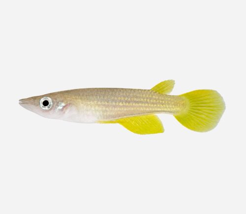 Panchax rayado