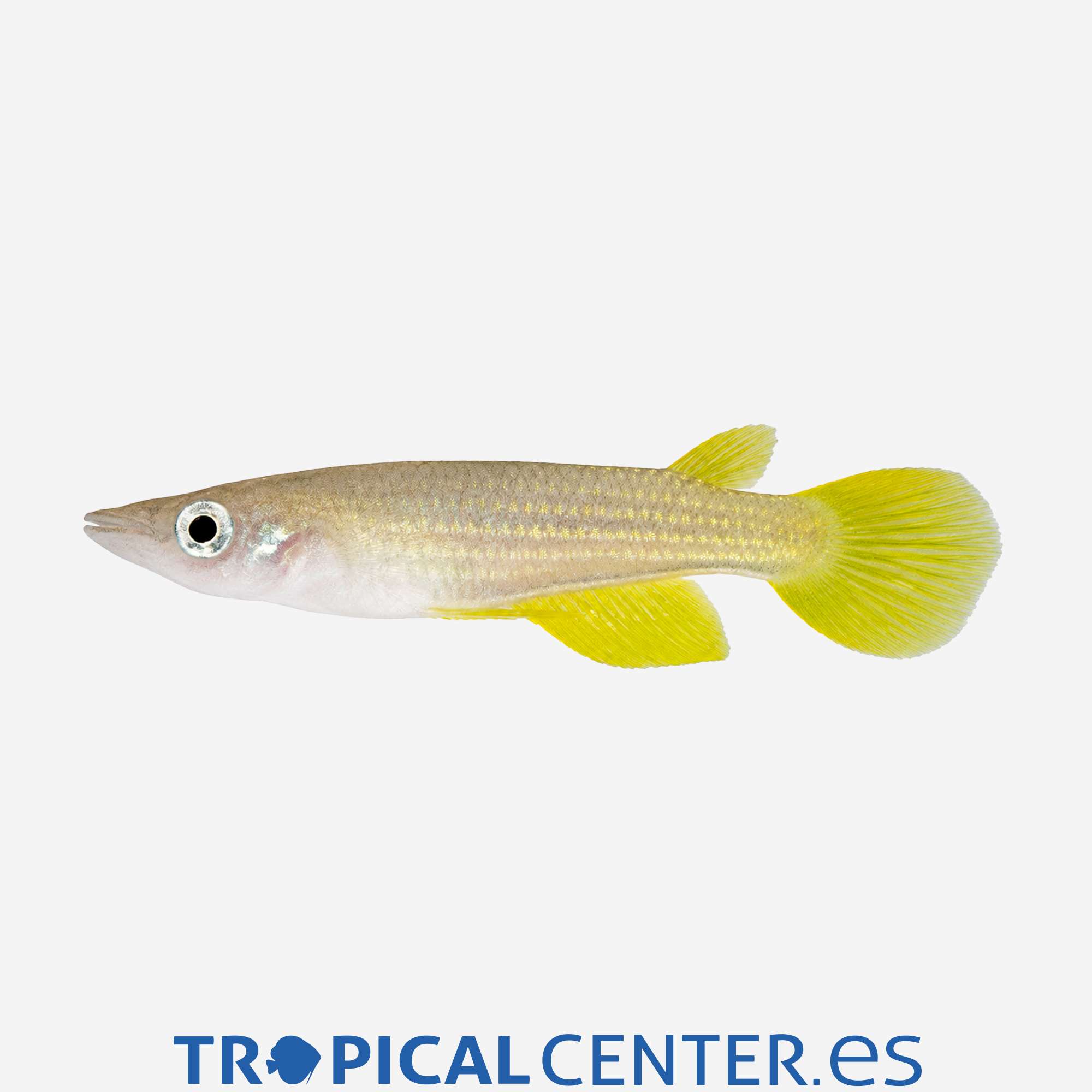 ki29-2-panchax-rayado_general_5855.jpg ki29-2-panchax-rayado_general_5855.jpg