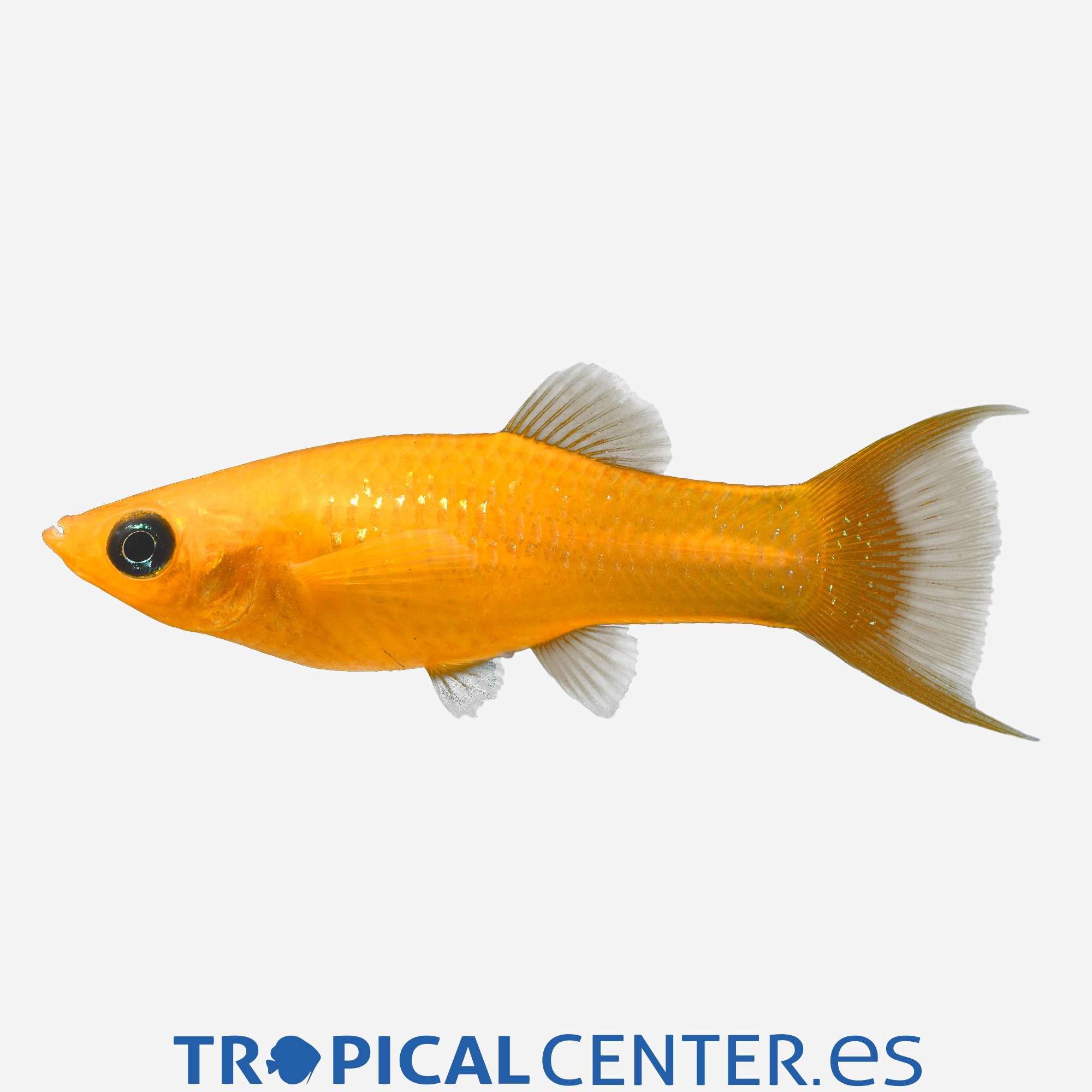 mo101-2-molly-lira-polvo-dorado_cambiar_5088.jpg mo101-2-molly-lira-polvo-dorado_cambiar_5088.jpg
