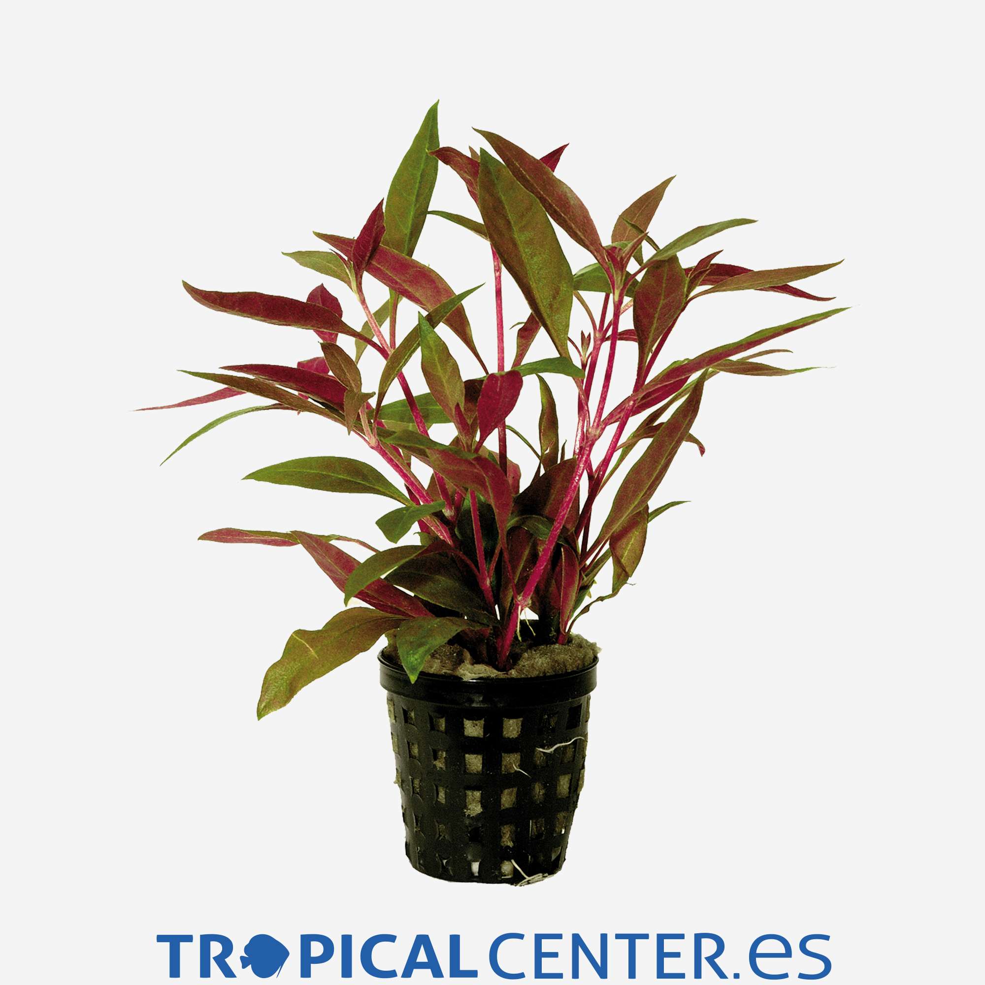 p003-alternanthera-rosaefolia_general_4396.jpg