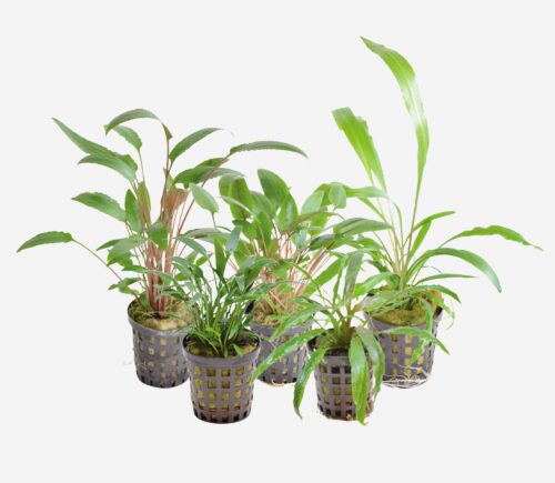 Cryptocoryne sp. (Surtidas)