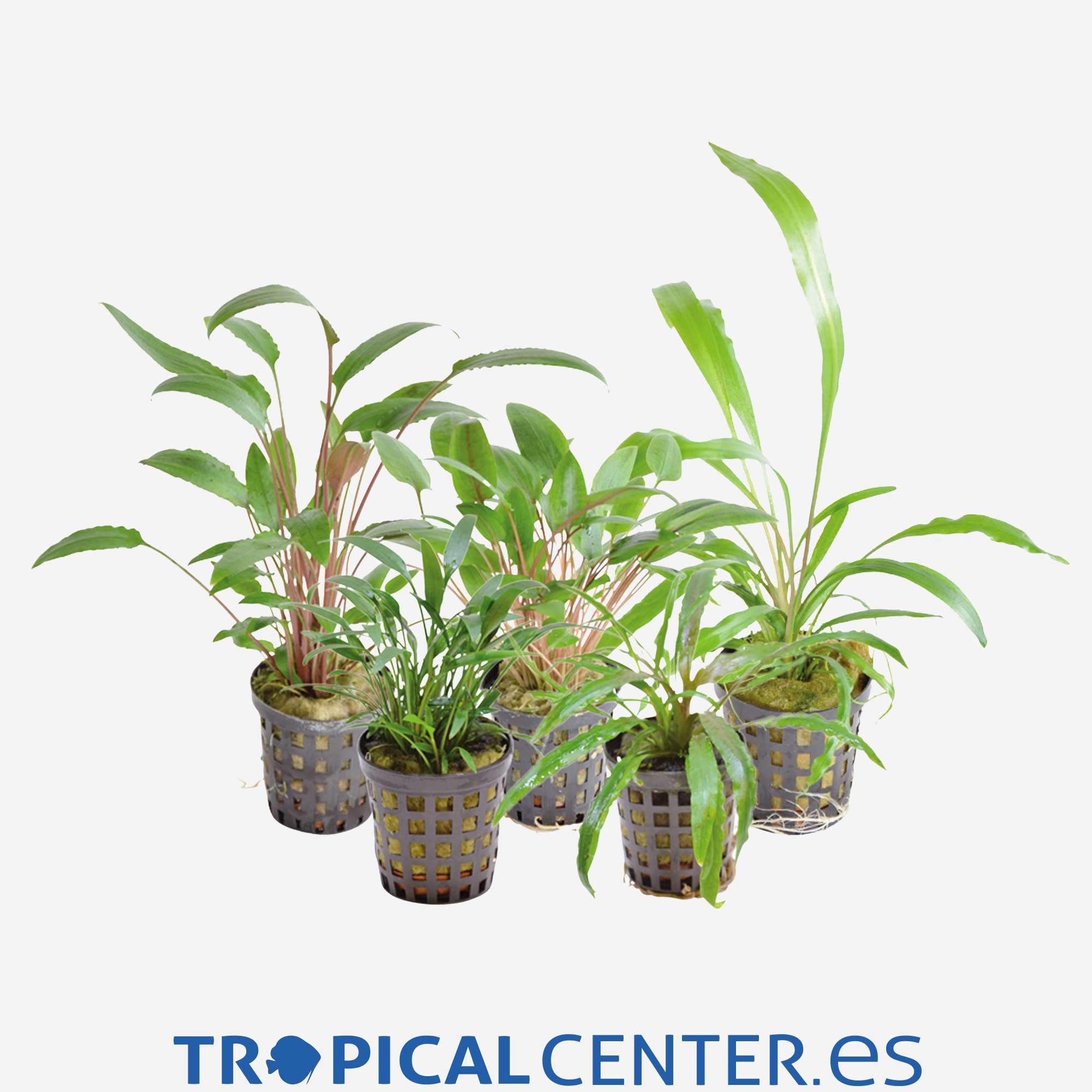 p046-cryptocoryne-sp-surtidas_general_5842.jpg