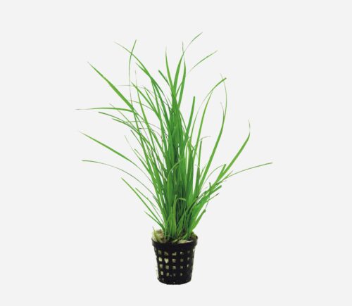 Cyperus helferi