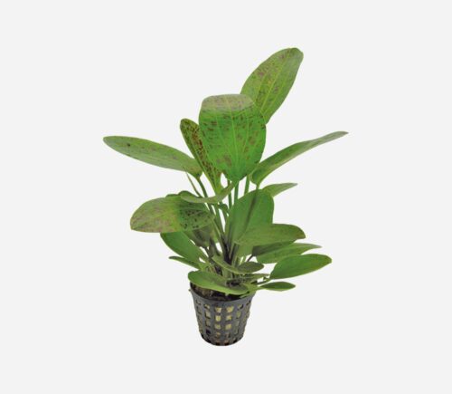 Echinodorus 'Ozelot' Verde