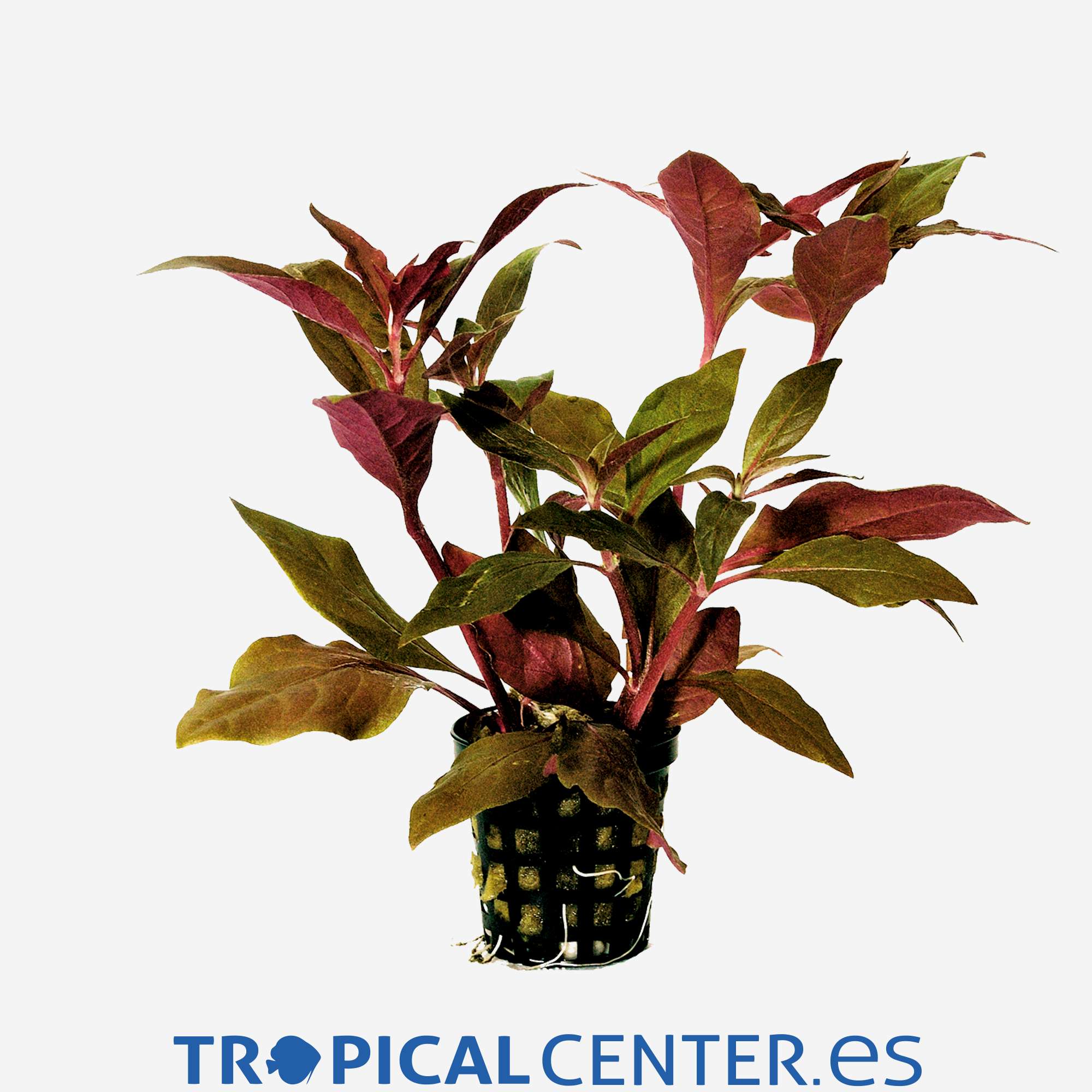 p151-althernantera-cardinalis_general_5275.jpg