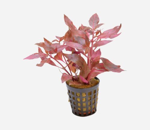 Alternanthera cardinalis variegata