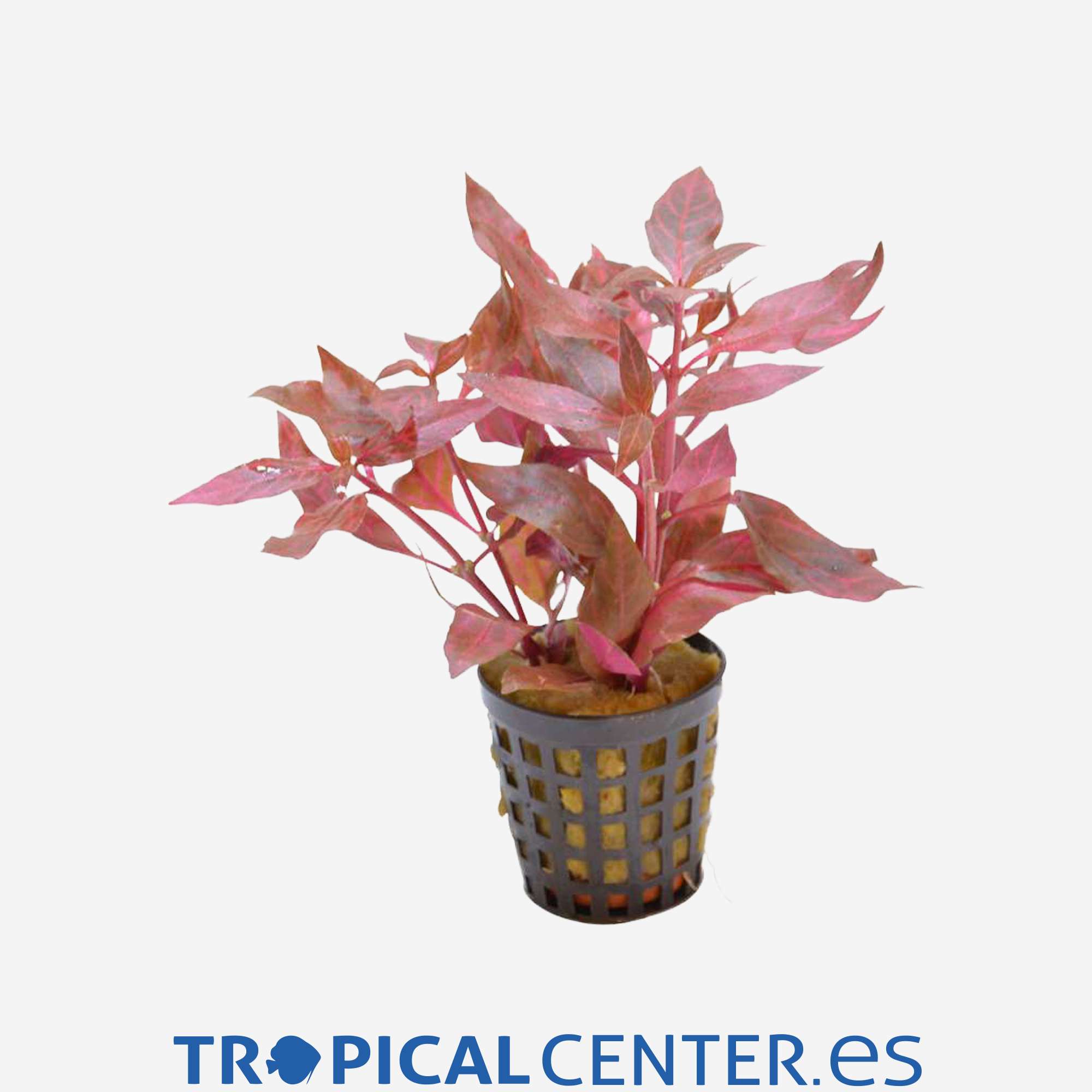 p176-alternanthera-cardinalis-variegata_general_4056.jpg