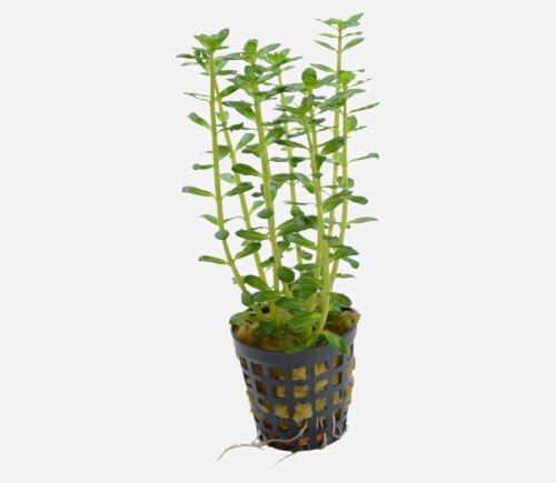 Rotala indica