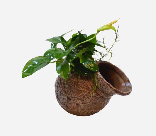 Anubias sp. (Deco maceta)