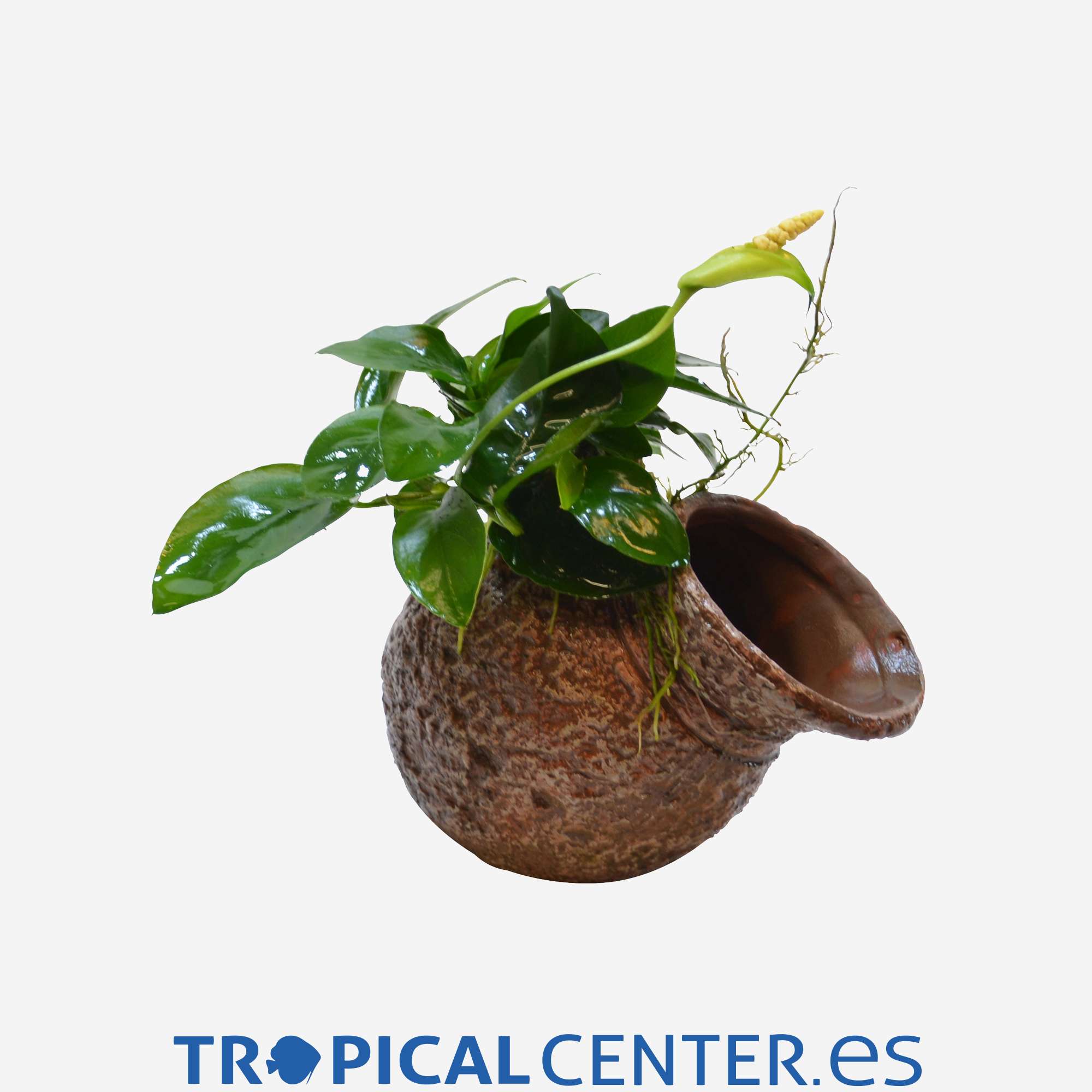 p227-anubias-sp-deco-maceta_general_5877.jpg