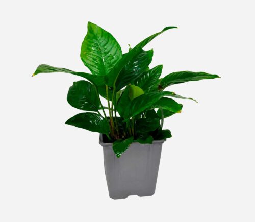 Anubias sp. (Surtida planta madre)