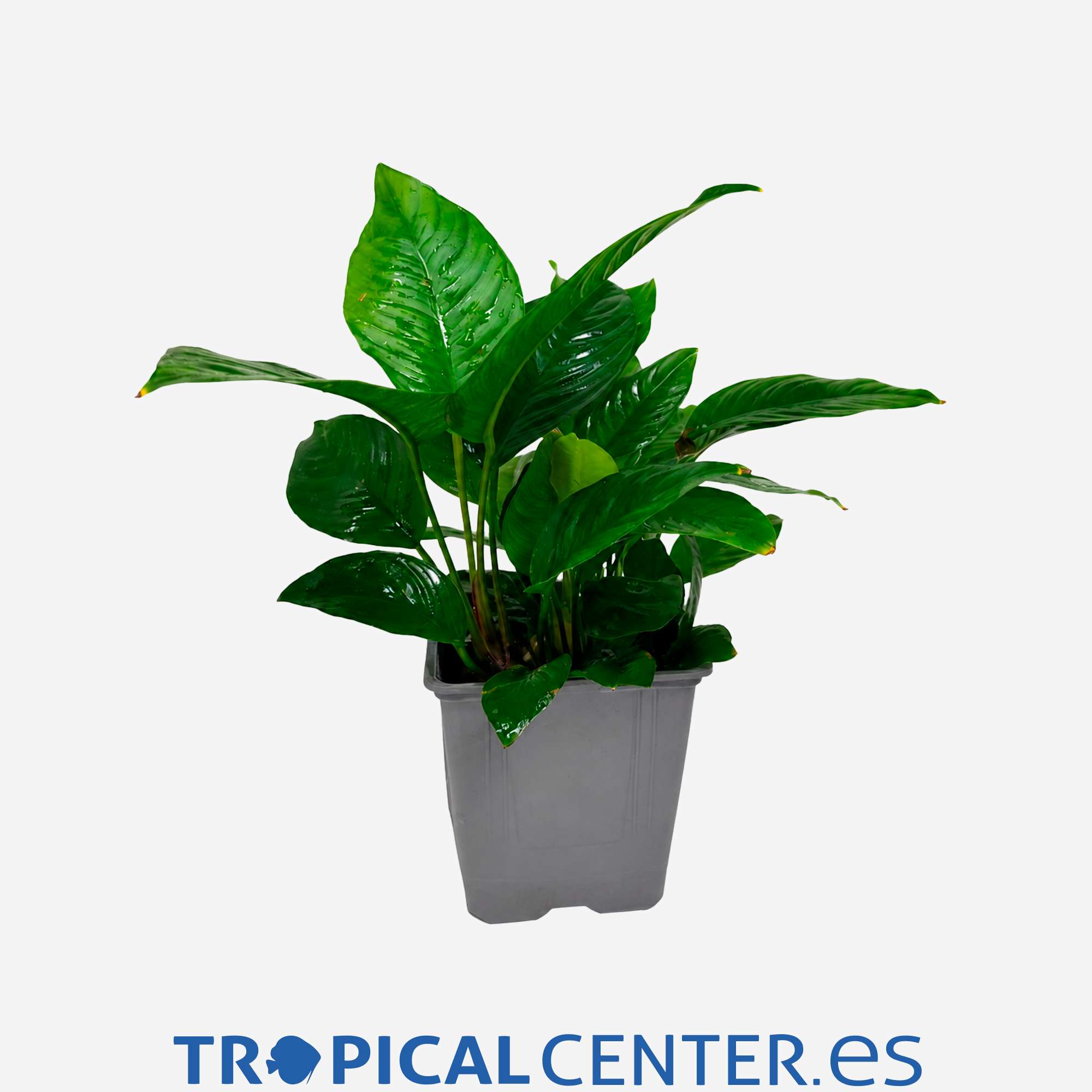 p261-3-anubias-sp-surtida-planta-madre_general_5874.jpg