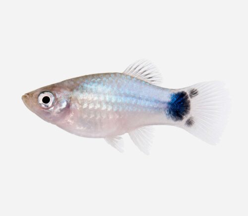 Platy Azul Mickey 💎HQF💎