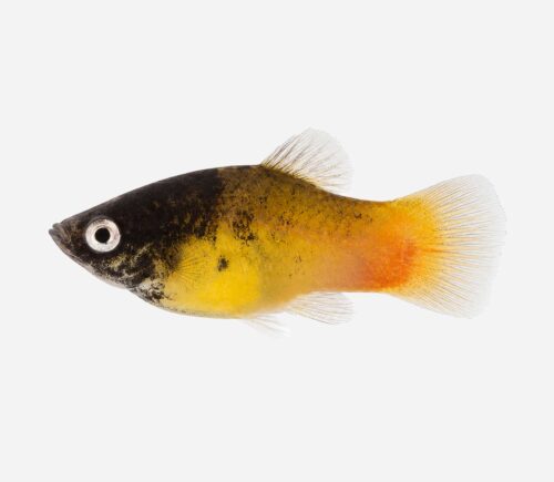 Platy Bumblebee