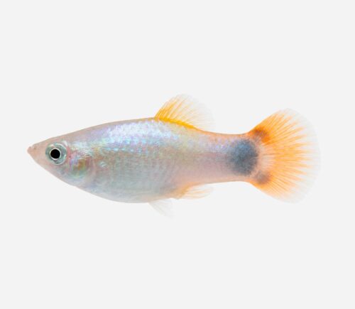 Platy Azul mariposa Mickey