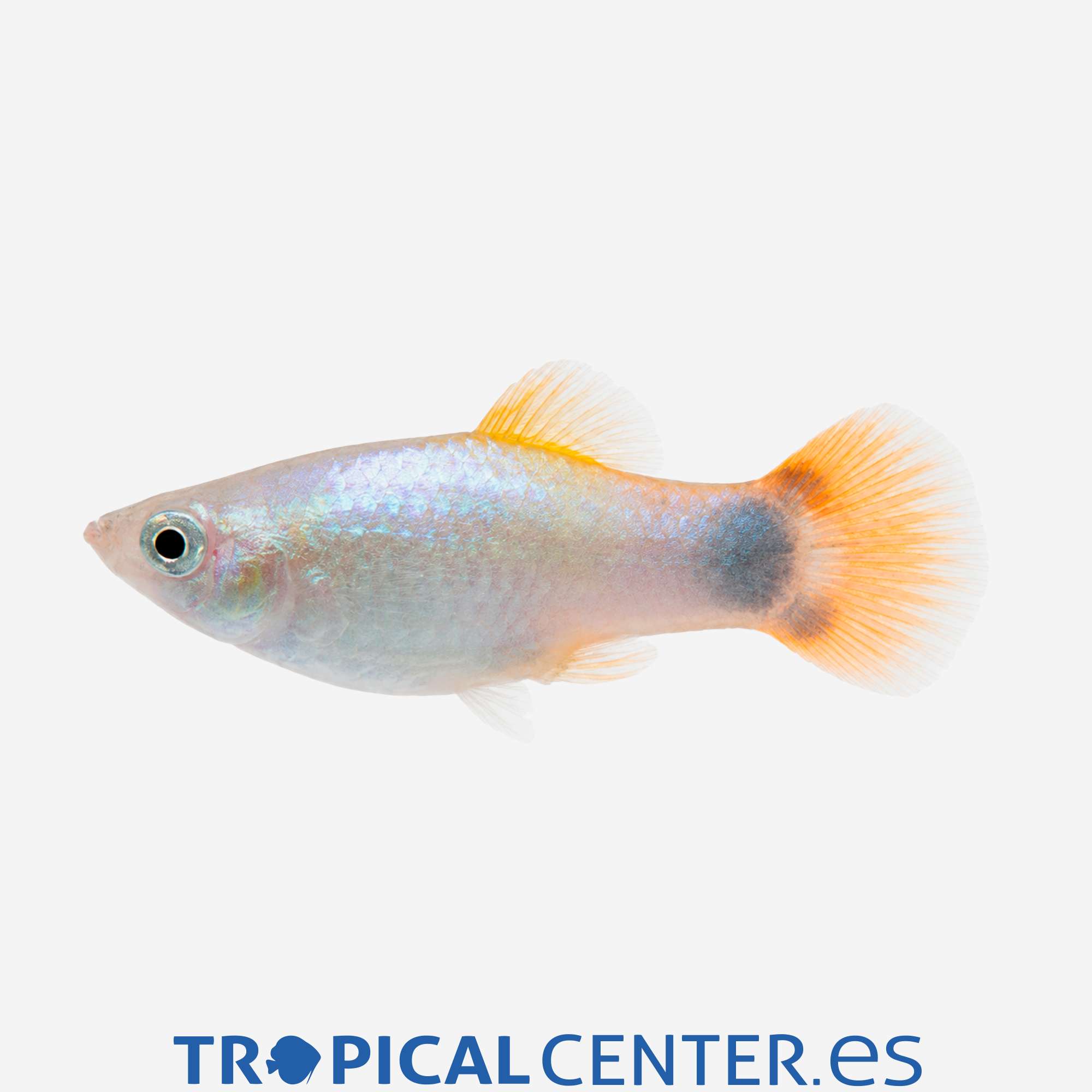 pl140-1-platy-azul-mariposa-mickey_general_5878.jpg