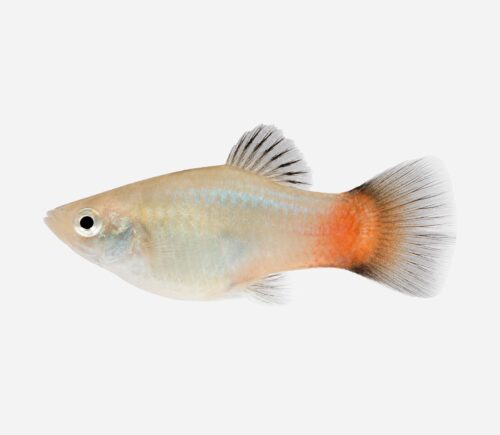 Platy arcoíris