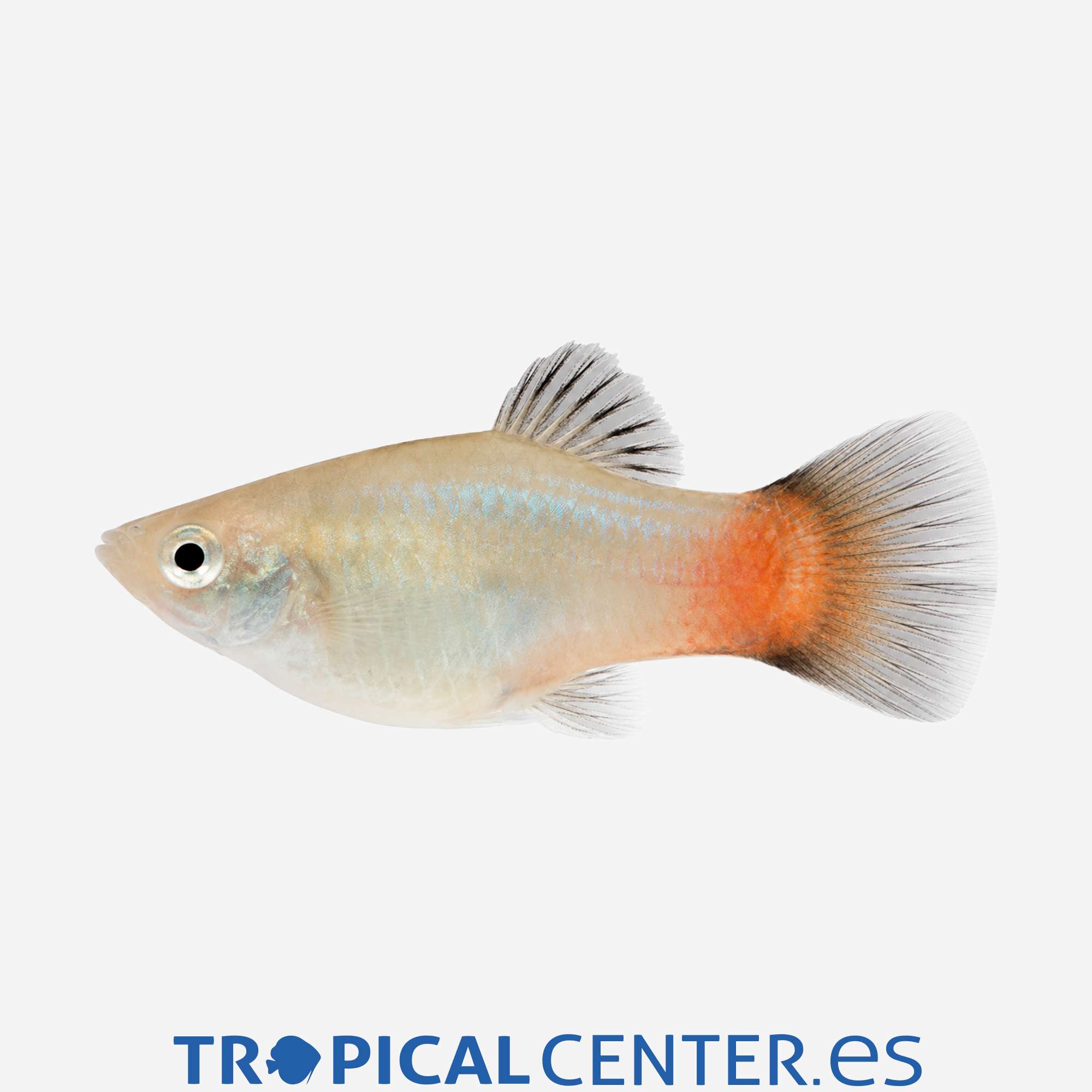pl27-1-platy-arcoiris_general_5861.jpg