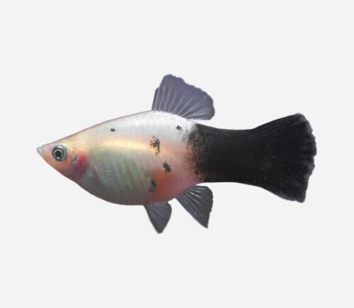 Platy Panda