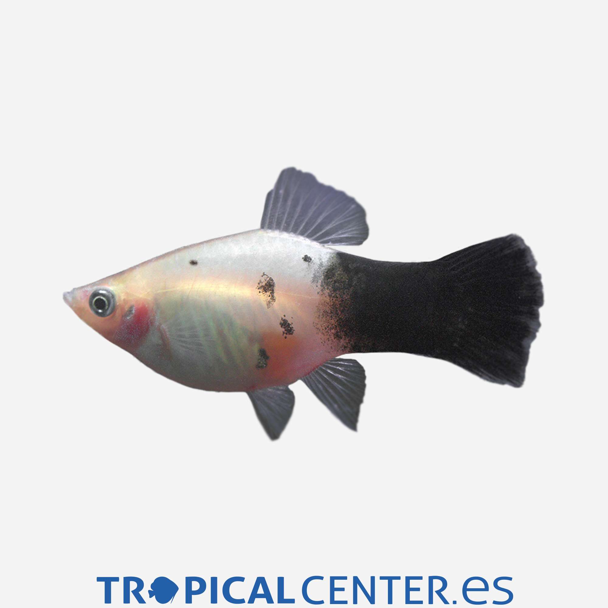 pl42-2-platy-panda_general_3909.jpg pl42-2-platy-panda_general_3909.jpg