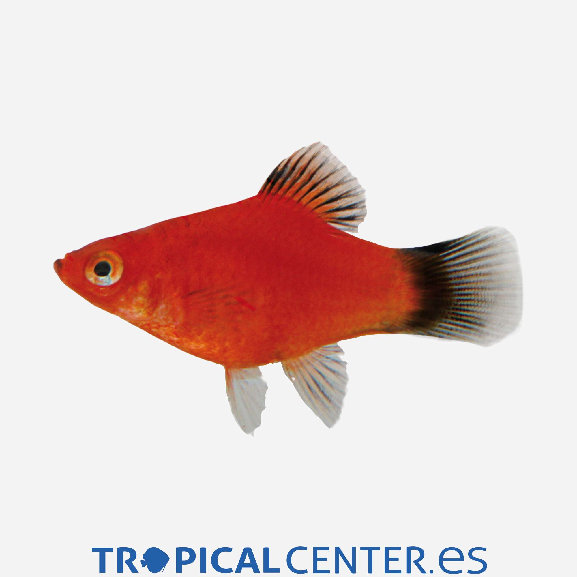 pl52-1-platy-rojo-wagtail_general_3915.jpg pl52-1-platy-rojo-wagtail_general_3915.jpg
