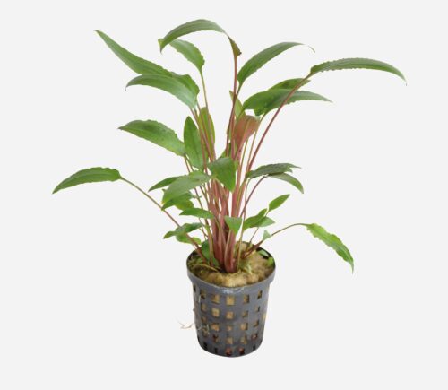 Cryptocoryne walkeri