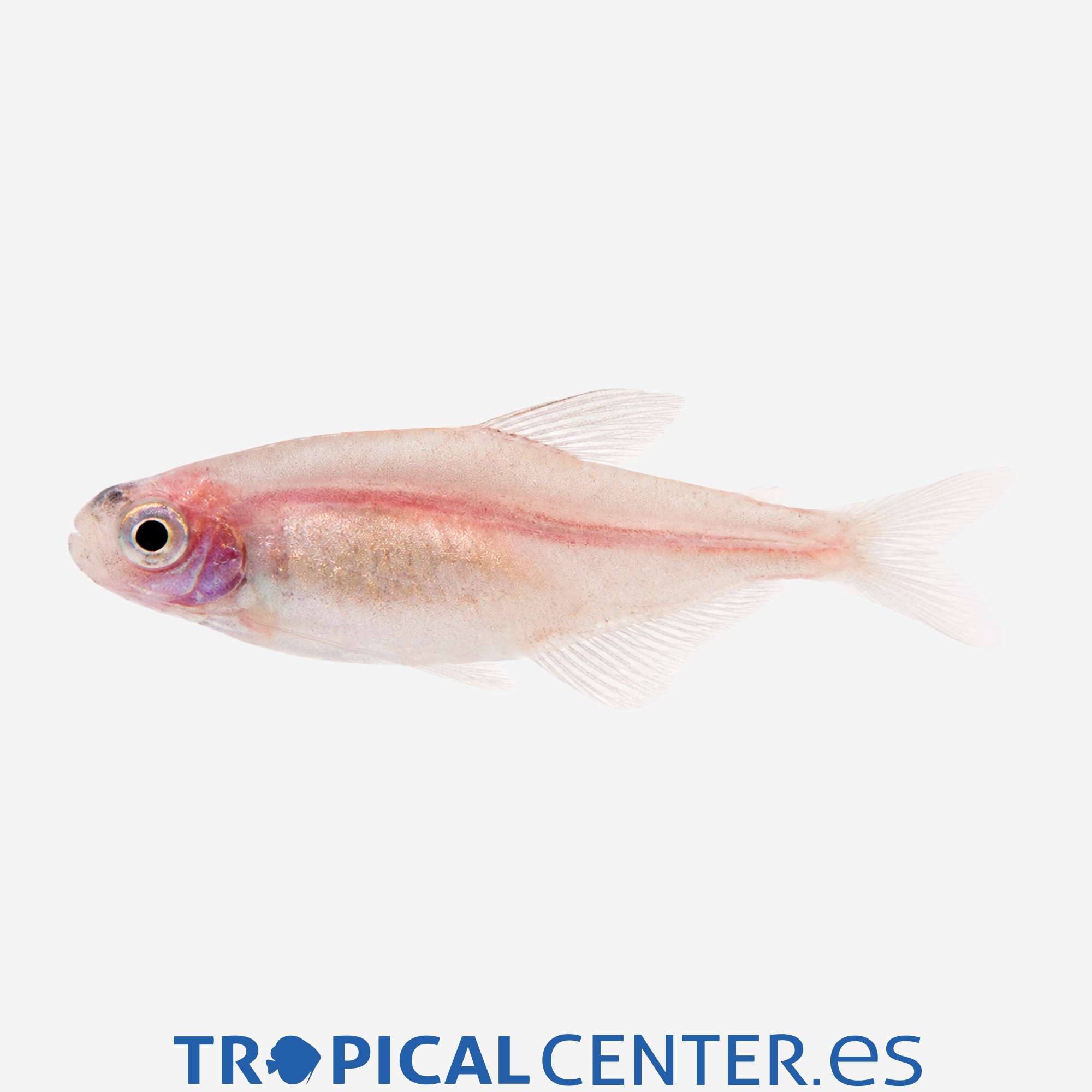 te107-2-borrachito-dorado_general_5660.jpg