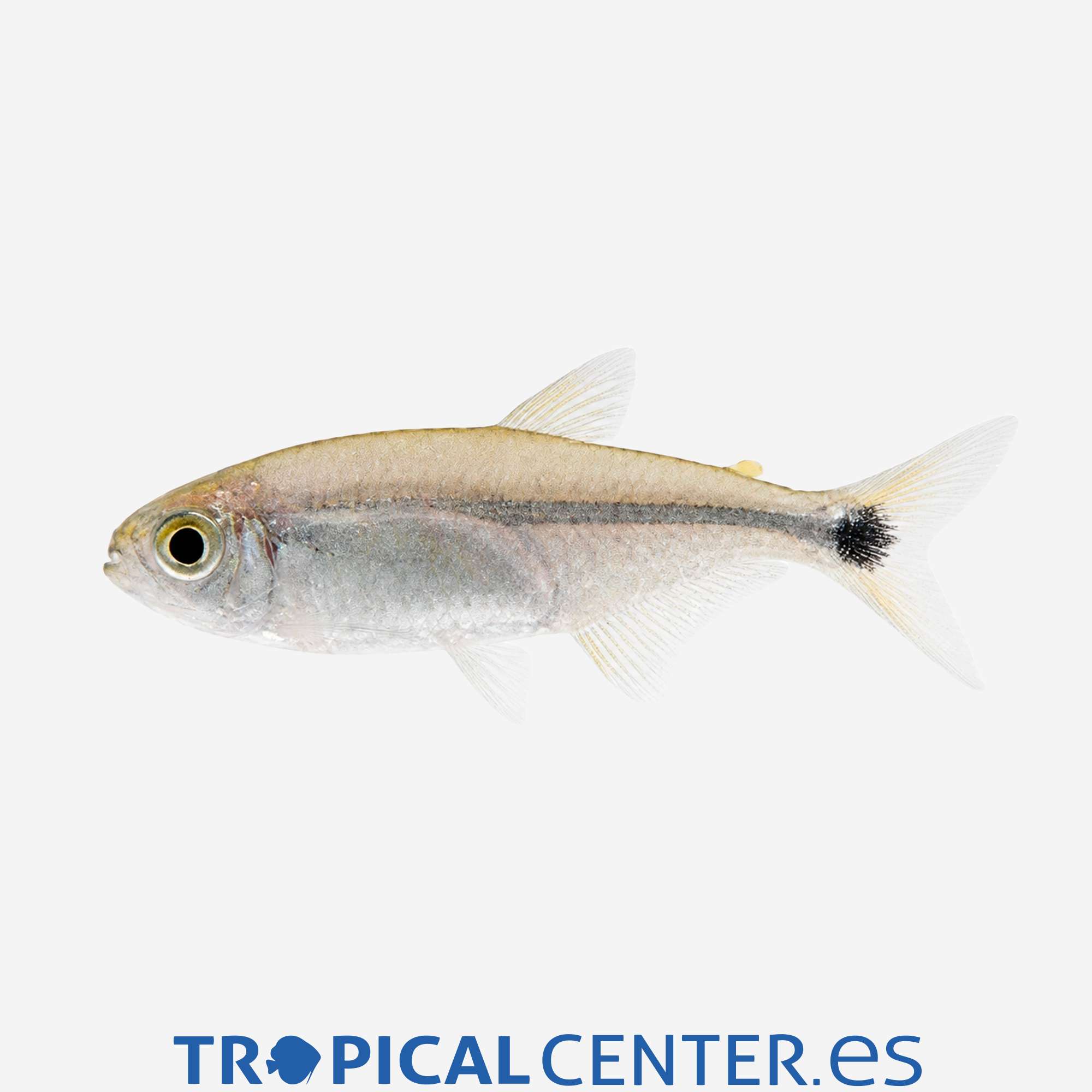 te71-6-tetra-oro_general_5887.jpg