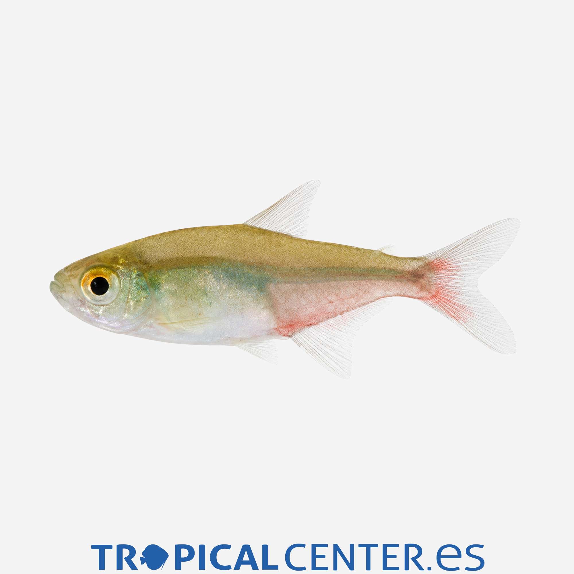 te74-1-tetra-rathbuni-red-fin_general_5723.jpg