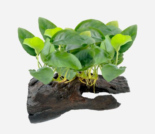 Anubia nana bonsai (Enraizada en tronco)