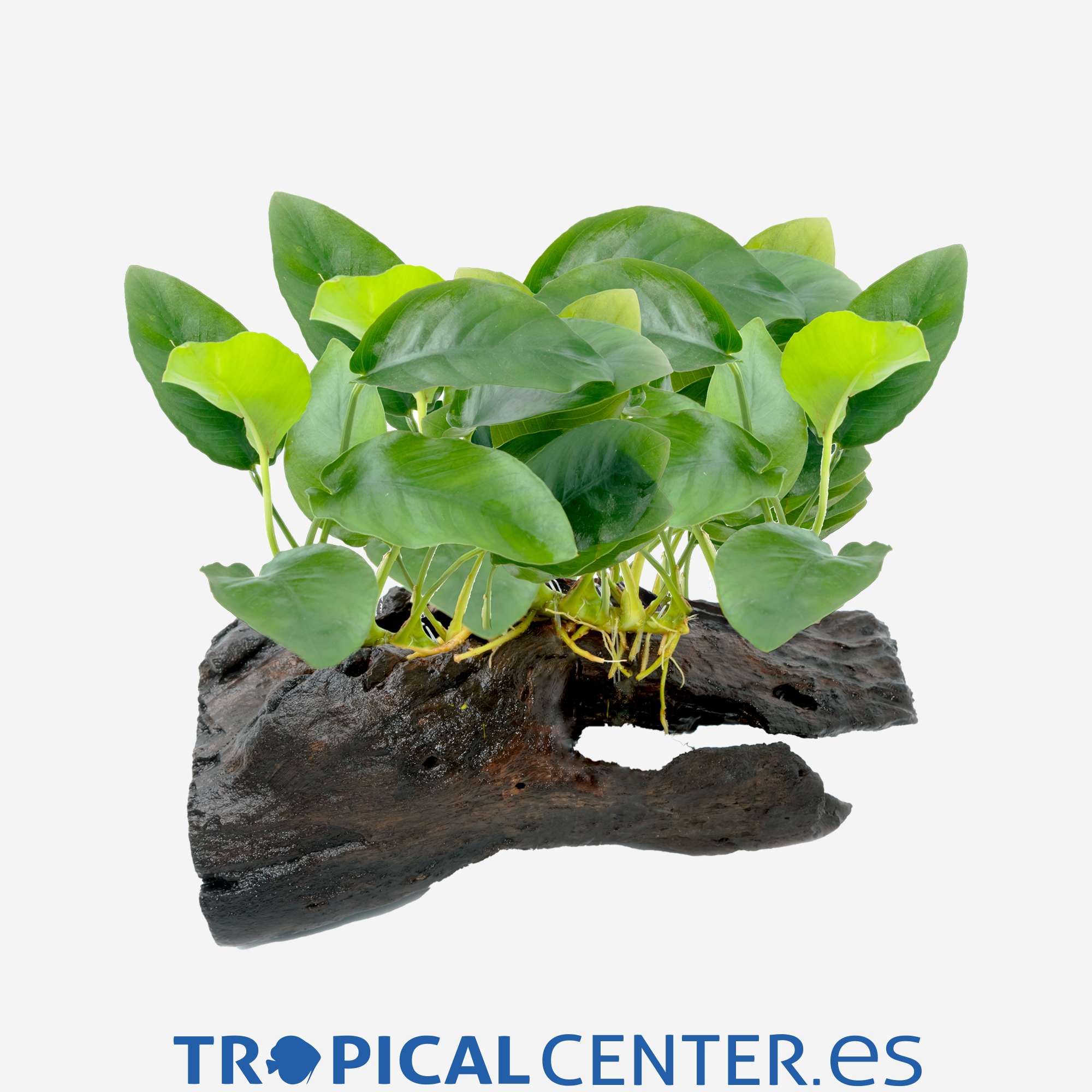 tp001-anubia-nana-bonsai-enraizada-en-tronco_general_4378.jpg