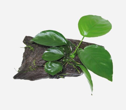 Anubia sp. (Tronco)