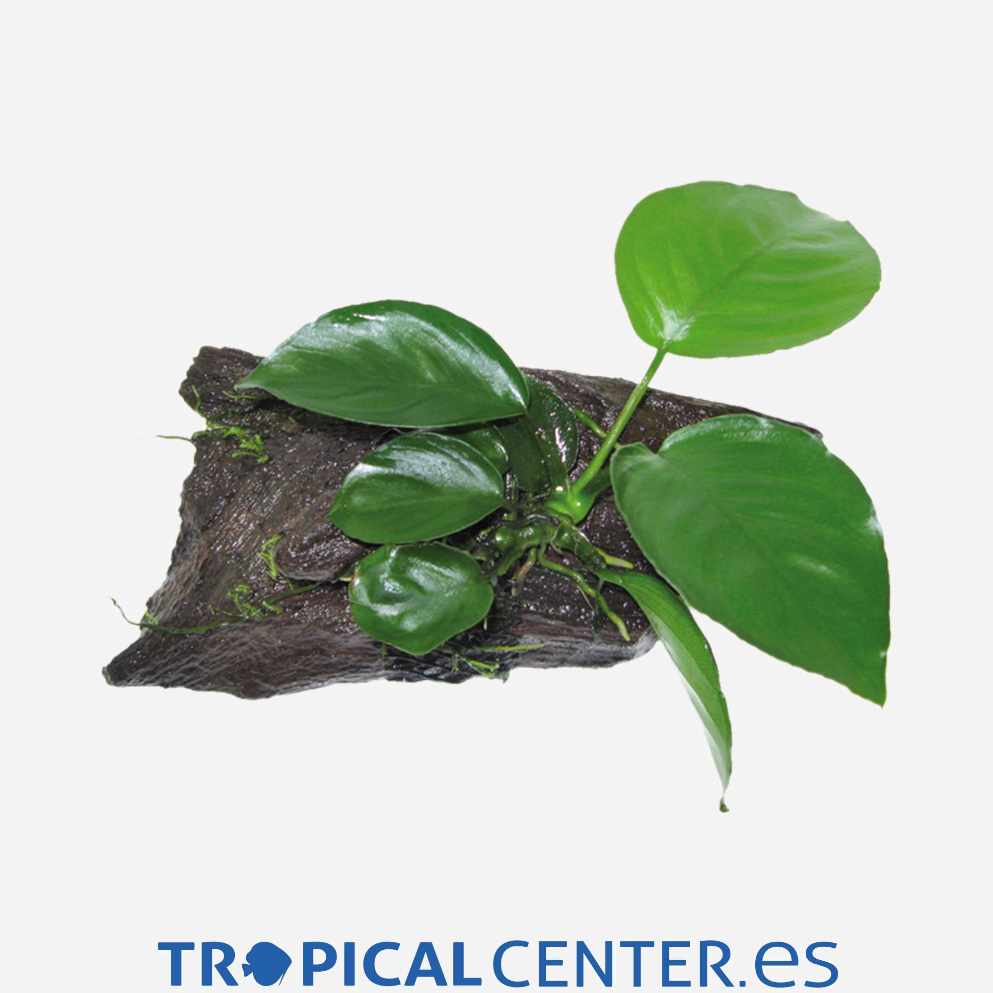 tp002-anubia-sp-tronco_general_3971.jpg tp002-anubia-sp-tronco_general_3971.jpg