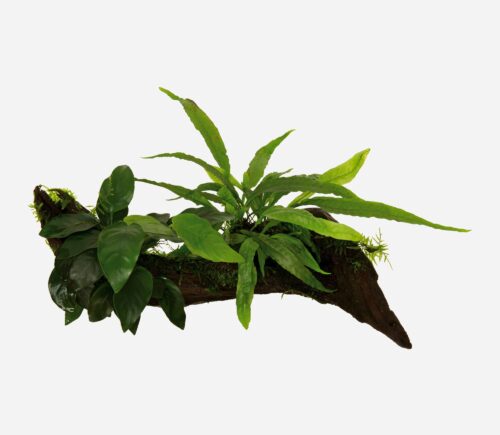 Anubias, Microsorum, Vesicularia (Tronco)