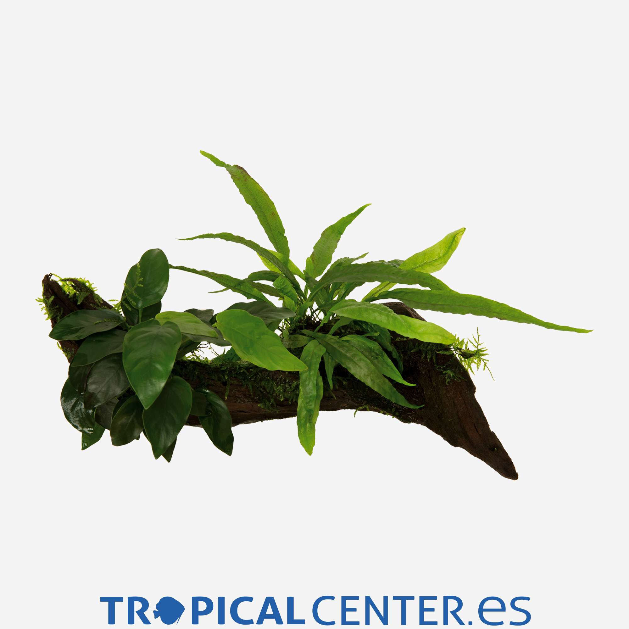 tp005-3-anubias-microsorum-vesicularia-tronco_general_3972.jpg tp005-3-anubias-microsorum-vesicularia-tronco_general_3972.jpg