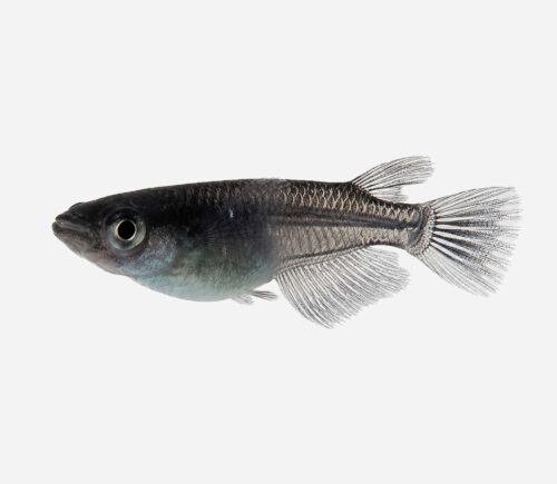 Medaka (neón de agua fría) Negro