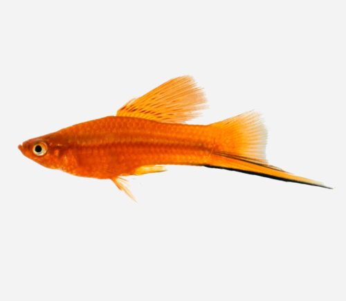 Xipho Rojo