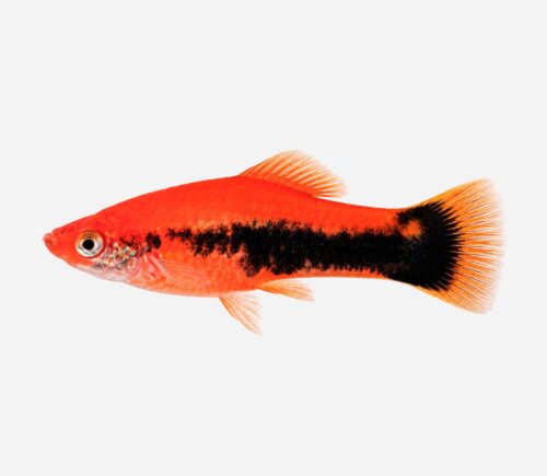 Xipho Rojo tuxedo