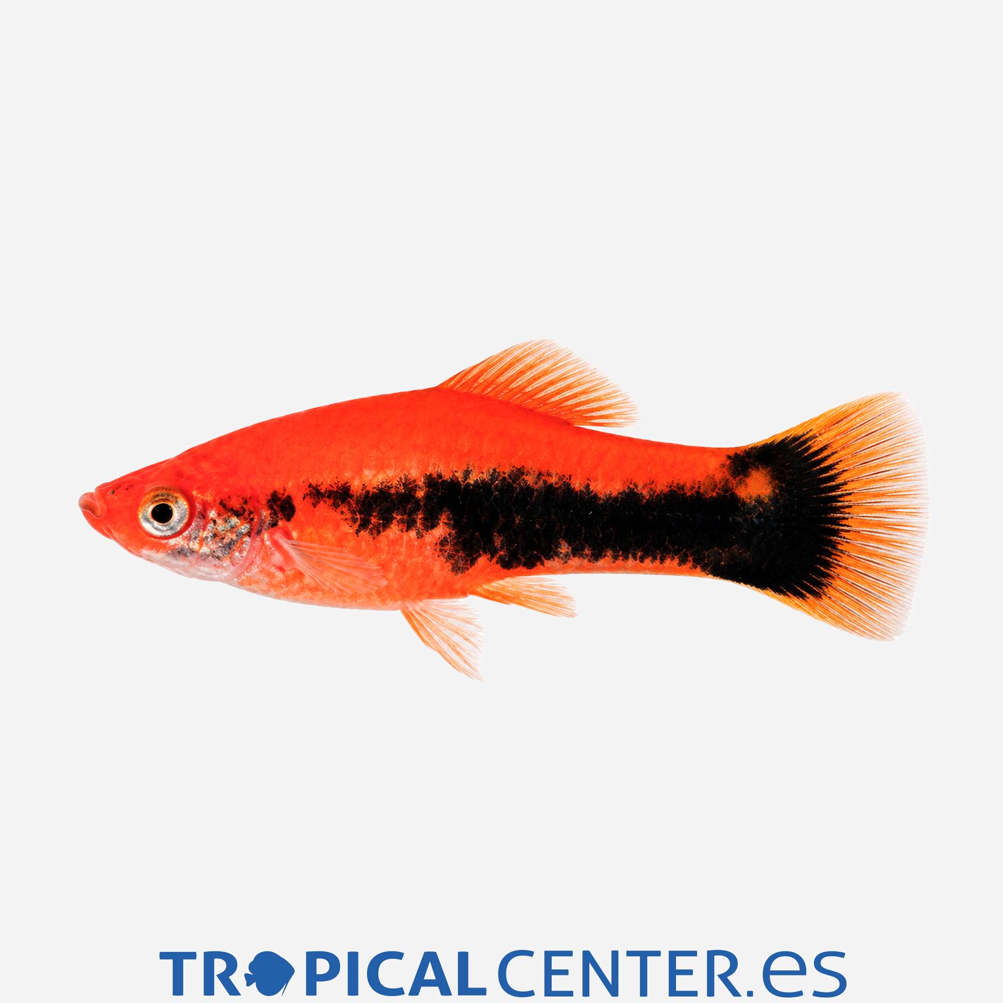 xi32-3-xipho-rojo-tuxedo_general_5868.jpg