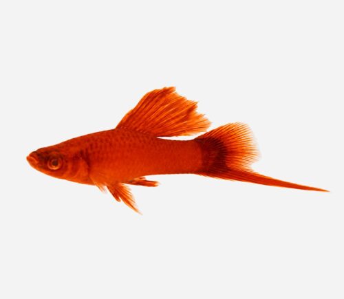 Xipho Velo Rojo