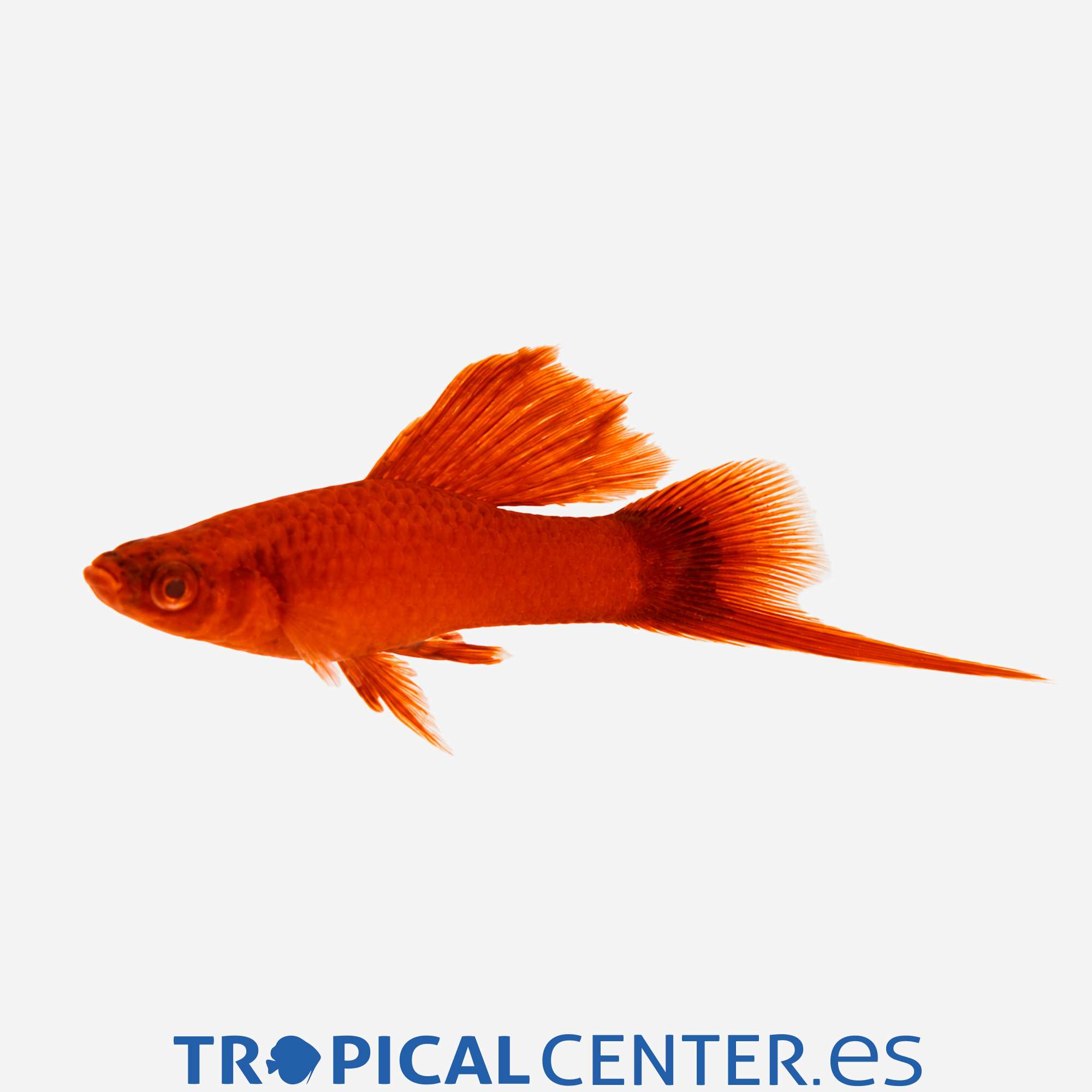 xi33-1-xipho-velo-rojo_general_5873.jpg