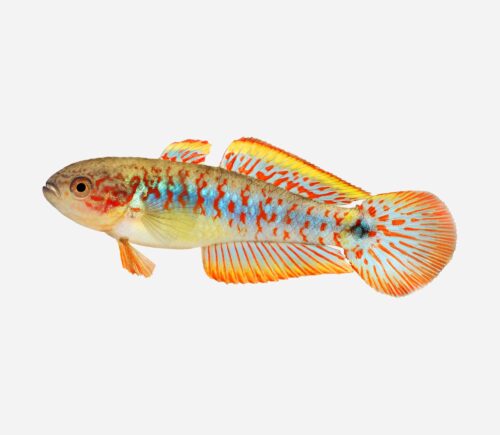 Gobio pavo real